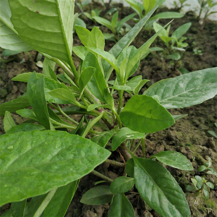 基地出售富贵草庭院盆栽种植观赏园林地被绿化工程