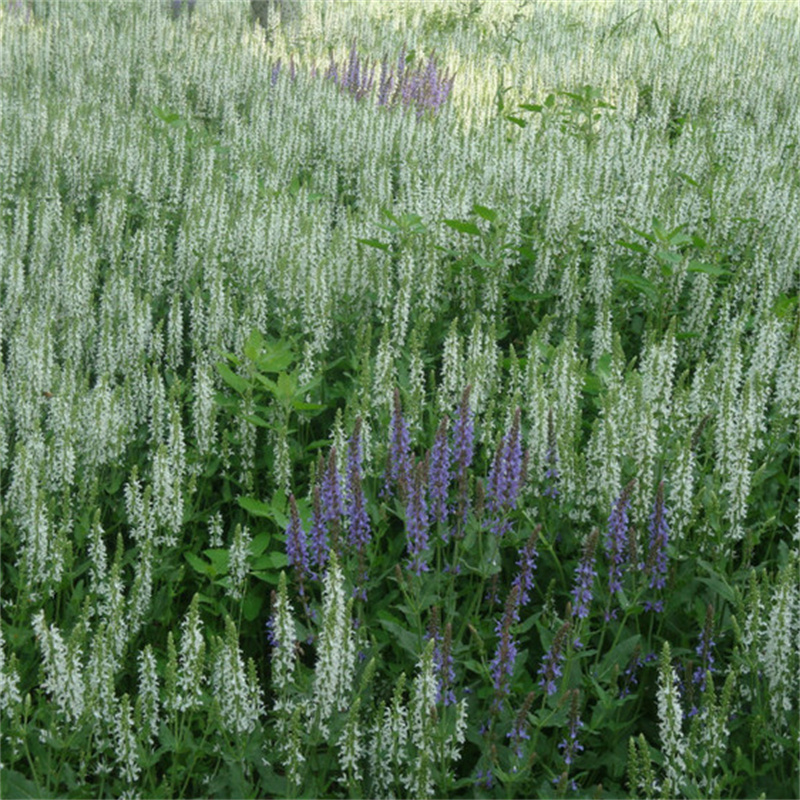 宿根鼠尾草盆栽地栽草花种植基地国庆元旦节草类植物