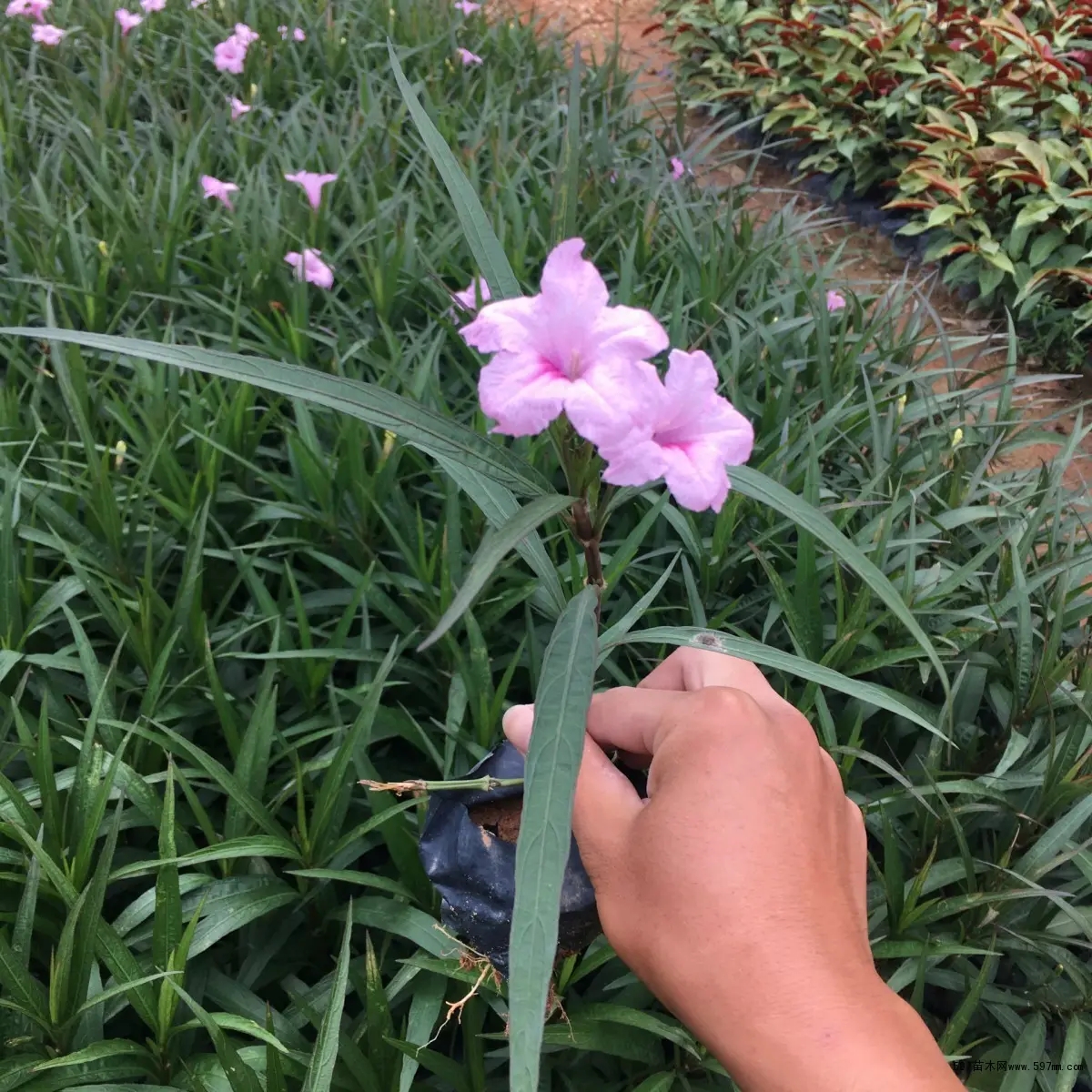 翠芦莉小苗袋苗规格齐全公园湖泊周围栽植多年生草本植物