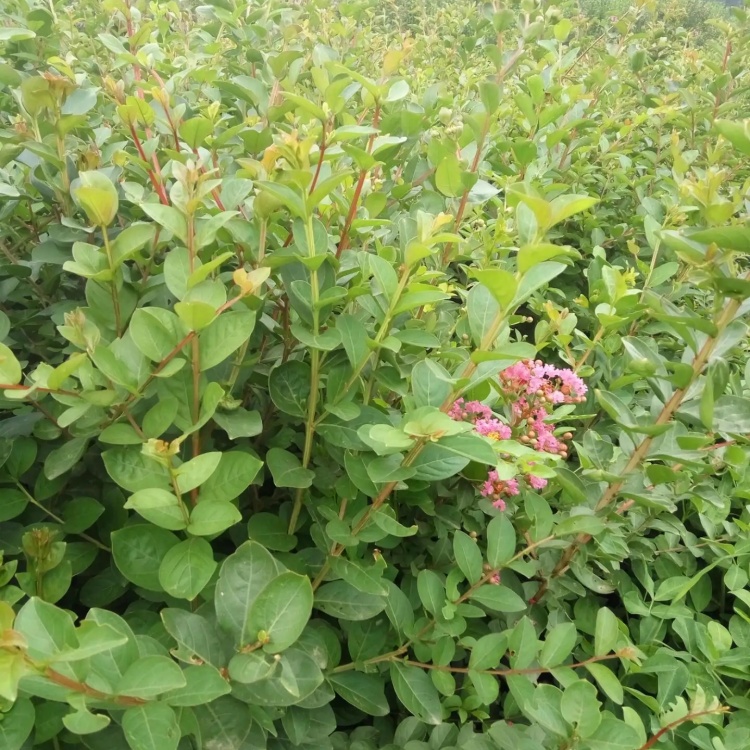 丛生紫薇别名入惊儿树百日红满堂花坛花镜种植观赏道路绿化工程苗