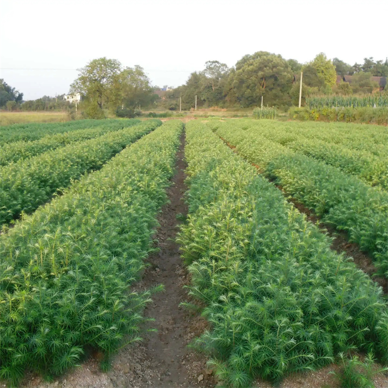 杉木移植苗易成活山衫风景树行道绿化工程乔木现起现发