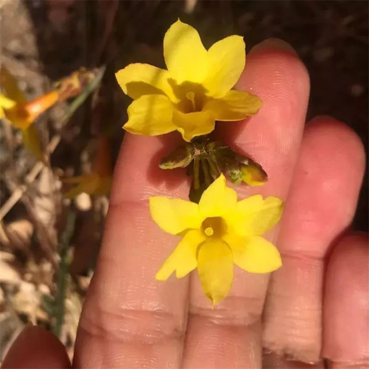 基地出售金钟花花境花坛造景栽植苗盆栽地栽景观绿化工程苗