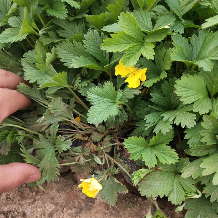 三叶委陵菜三张叶庭院景区绿化工程苗木花镜花坛配植苗