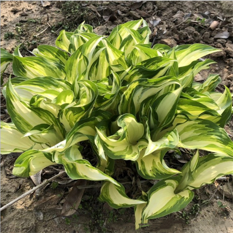 花叶玉簪规格齐全庭院景区绿化工程苗木花镜花坛配植苗