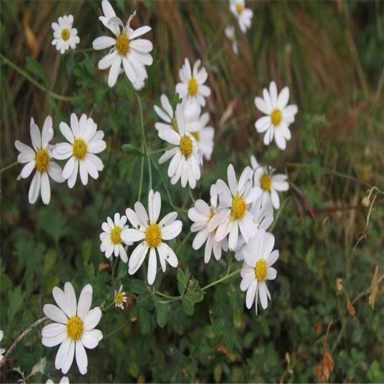 基地出售野菊花油菊疟疾草苦薏盆栽地栽庭院小区道路绿化工程苗