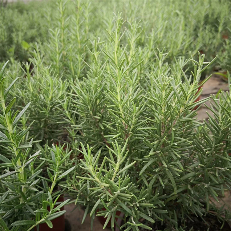 基地供应迷迭香盆栽绿化用草花四季飘香适应力好园林装饰物