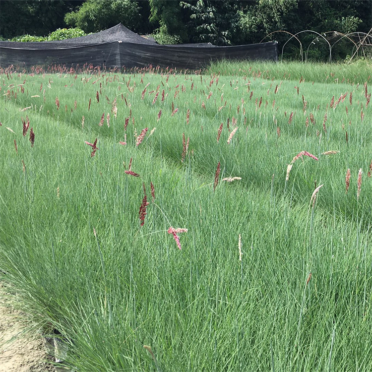 蜜糖草小苗批发绿化草护土固坡绿化工程栽植多年生栽培