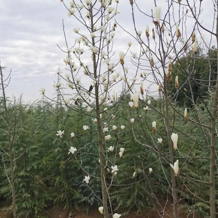 丛生紫玉兰城市庭院绿化工程造景景区园林行道树