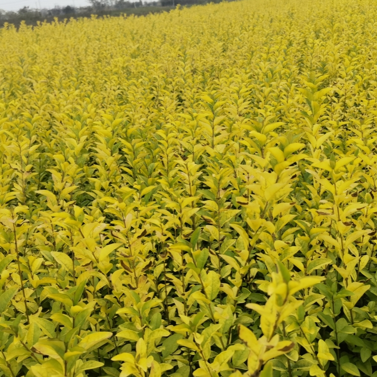 朗春园林 金叶女贞球造型苗景观工程绿化苗 基地栽植批发 绿化带种植