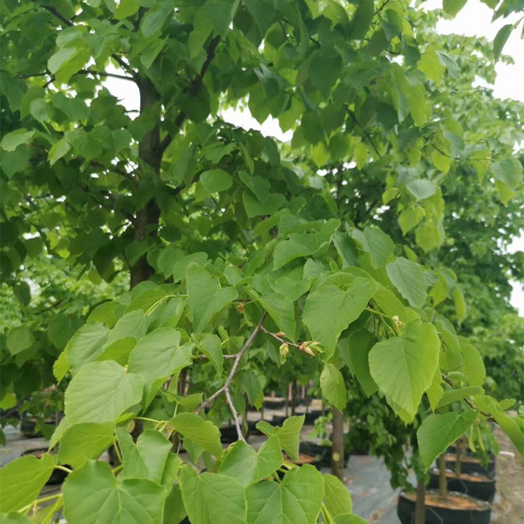 基地出售欧洲小叶椴绿塔镇道路种植行道树园林景区绿化工程苗