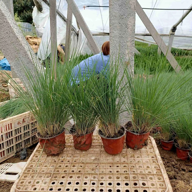 蜜糖草坡地毛冠草多年生草本园林地被造景绿化工程苗