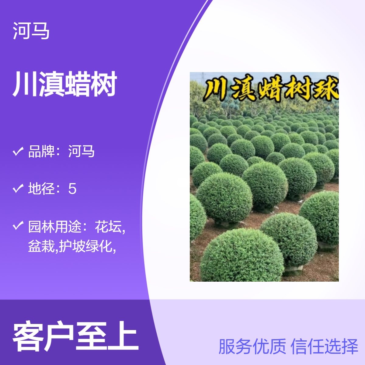 川滇蜡树 常绿观叶植物 露天种植 绿色系园林造景树 庭院绿化工程苗