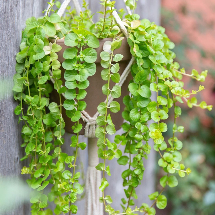 金钱草室内盆栽绿植 观花植物 易养护花坛花镜点缀庭院地被草花