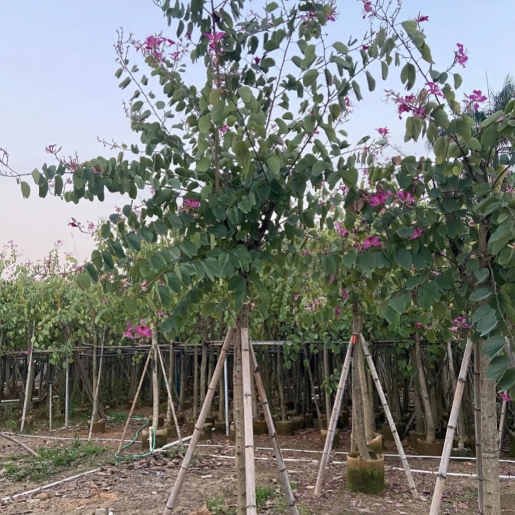 红花羊蹄甲别名洋紫荆 庭院景区观赏性风景树 园林绿化工程行道树