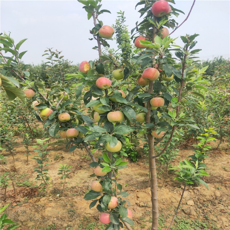河马品牌 苹果树移植苗批发 全国可种 庭院观赏绿化树景区果树苗木