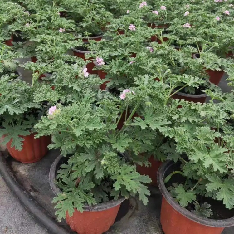 驱蚊草别名香叶天竺葵小苗 绿植盆栽 庭院小区园林绿化观赏植物