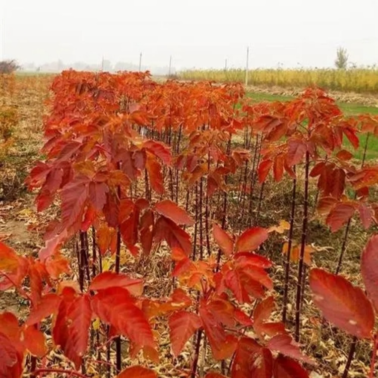 朗春园林苗圃直发红叶复叶槭 造景全国供应 大规格 庭院绿化工程苗