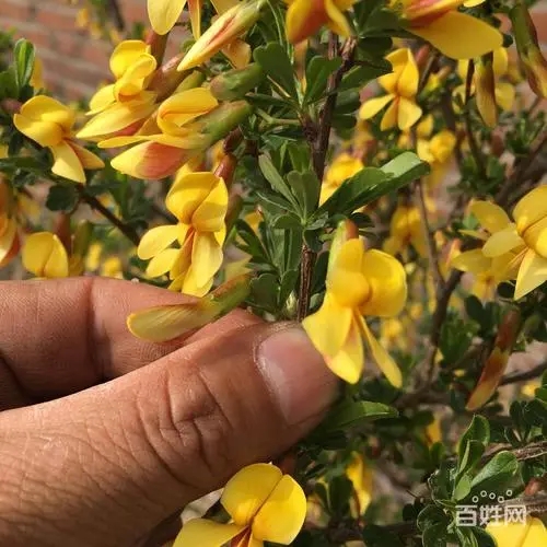 锦鸡儿别名阳雀花苗圃供应园林景区观赏种植绿化工程做绿篱用丛生