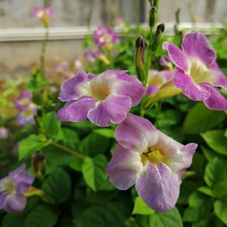 苗圃供应宽叶花叶十万错花苗盆栽地栽别墅庭院小区公园绿化工程苗