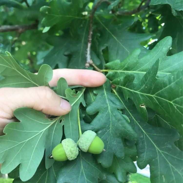 夏橡常绿小乔木四季常绿观花树新 疆乔木夏栎树 绿化工程苗木规格齐