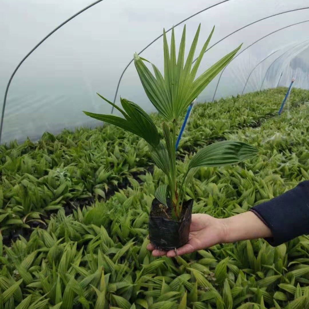 蒲葵小苗批发绿化苗袋苗 热带植物 造景栽植观赏苗 景观种植树