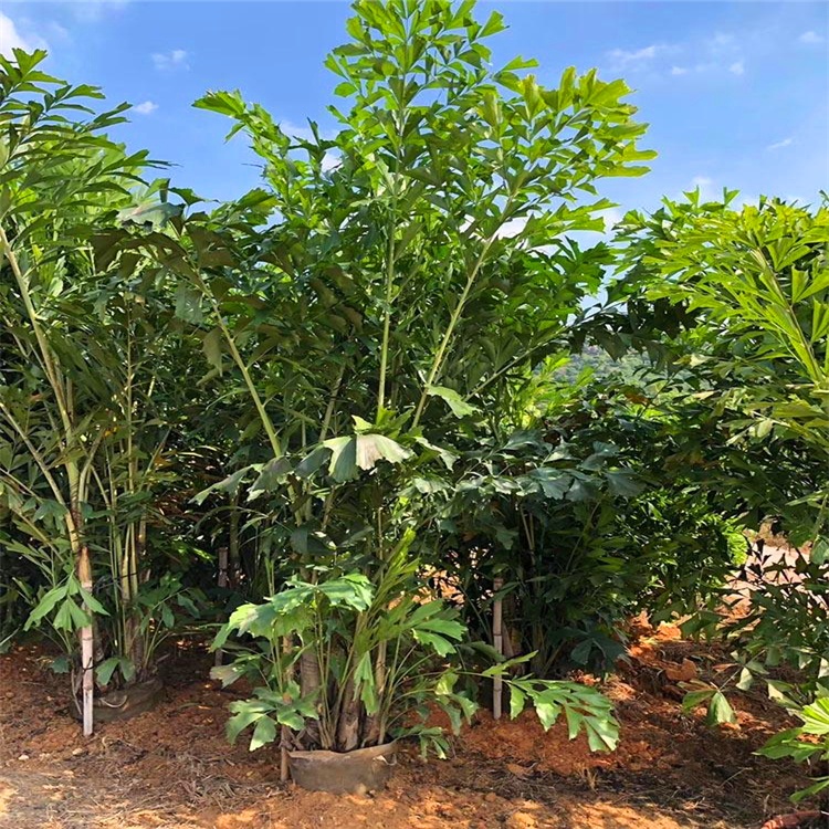 鱼尾葵小苗批发绿化苗袋苗 造景栽植观赏苗 景观种植树