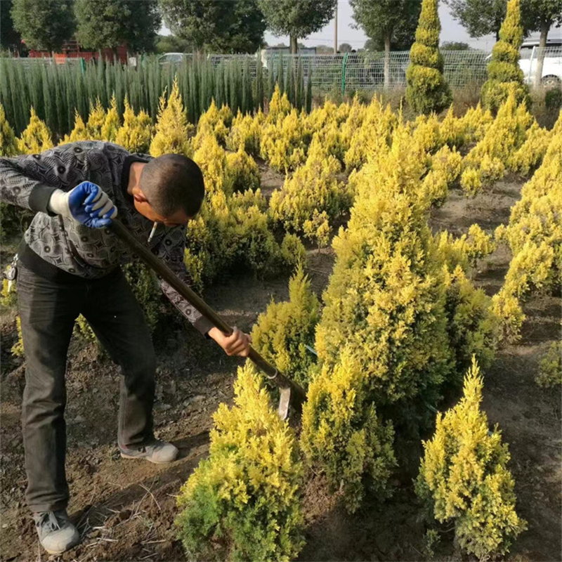 基地出售日本金蜀桧常绿小乔木 耐寒耐贫瘠绿化工程园林景观栽植