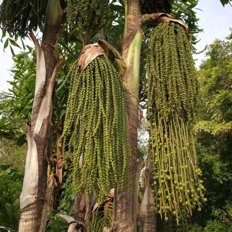 鱼尾葵小苗批发多种规格袋苗供应 风景树园林绿化苗木