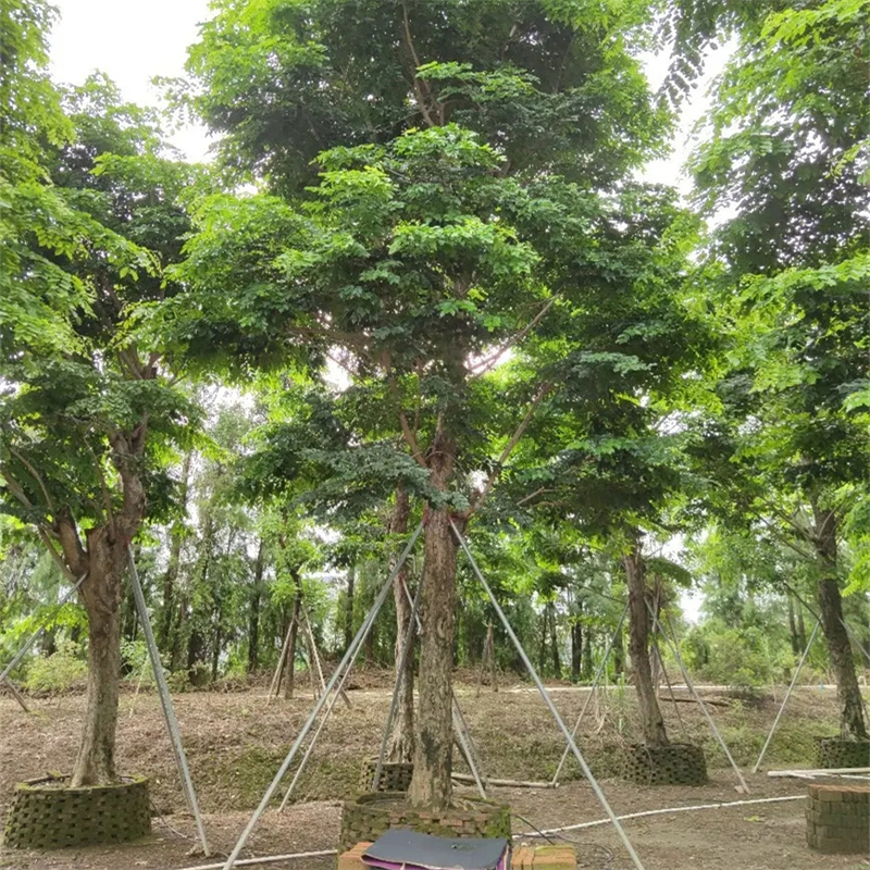 印度紫楂树移栽地栽均有 庭院观花绿化工程乔木