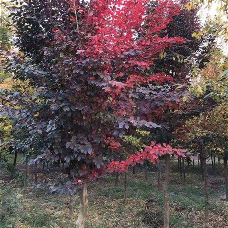 银缕梅花镜花带种植苗木 观赏花卉 绿化工程苗