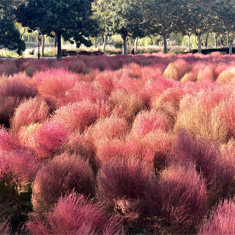 基地出售红叶地肤花镜花带种植苗木 观赏花卉 绿化工程苗