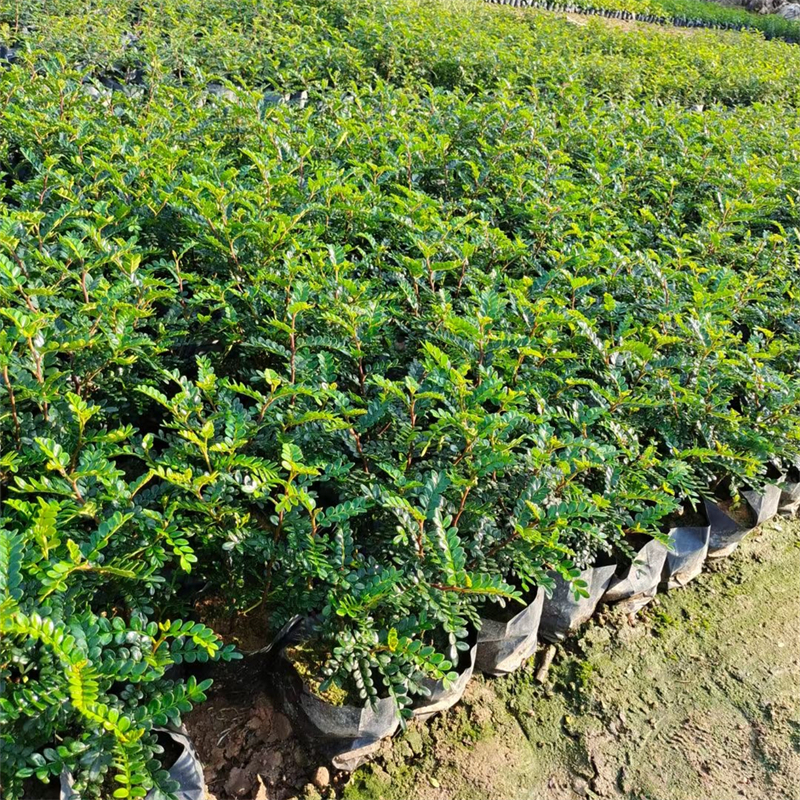 基地长期批发清香木公园造景打造盆栽盆景 庭院小区绿化工程