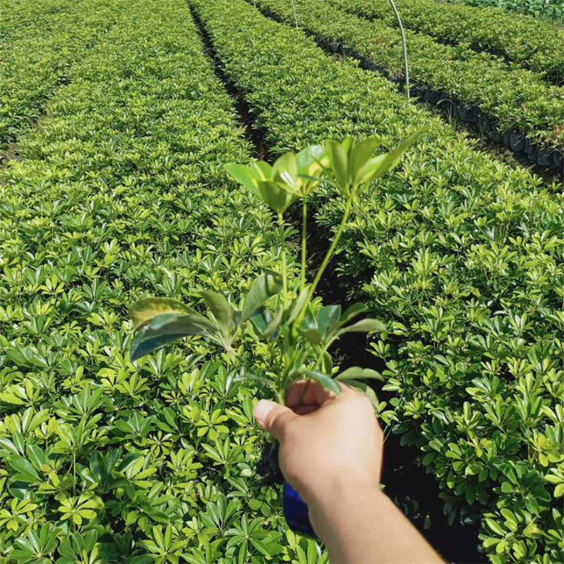 鸭脚木基地大量批发园林景区观赏种植绿化工程苗 小区庭院观景