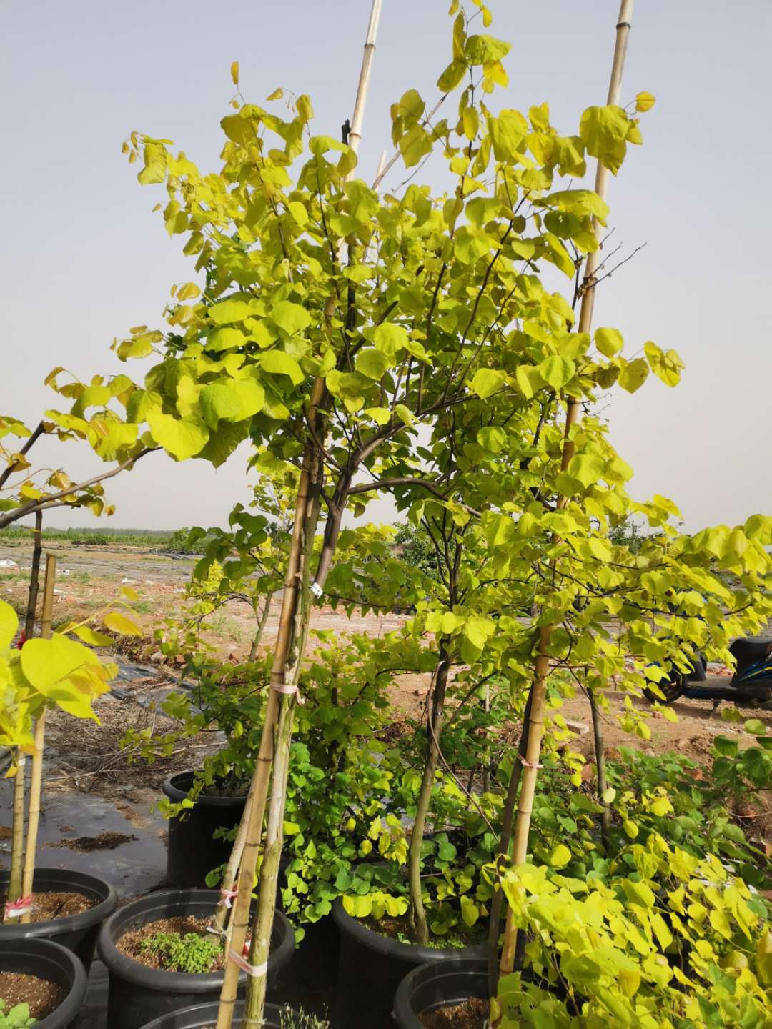 基地出售加拿大紫荆金心公园道路行道树园林观赏树