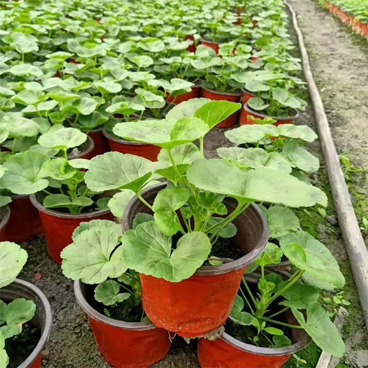 苗圃出售天竺葵小苗盆栽地栽苗 小区庭院公园绿化工程种植花卉