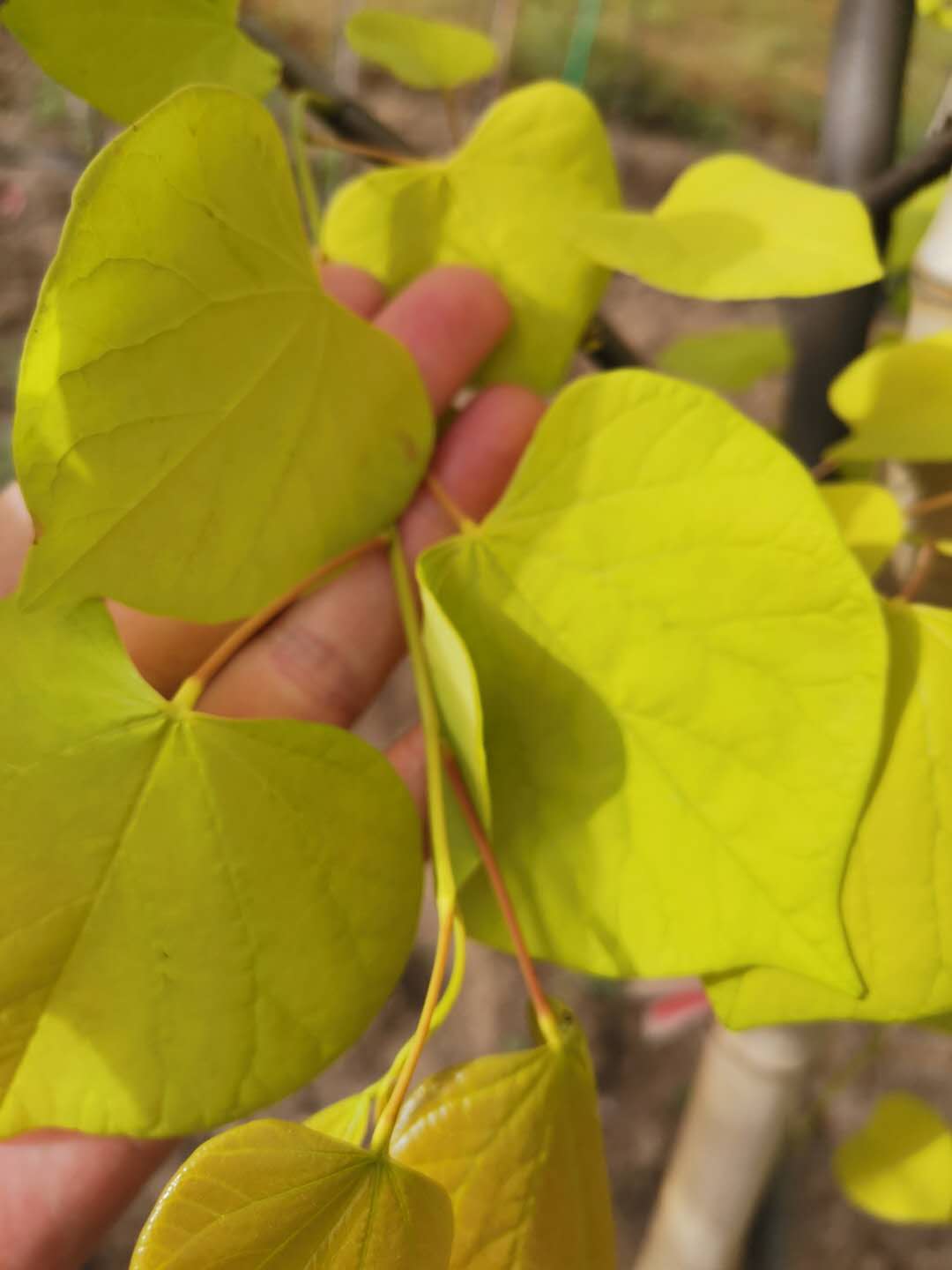 加拿大紫荆金心移植苗进口品种园林景观观赏苗木