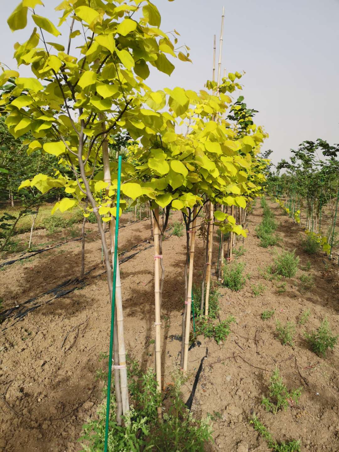 基地出售加拿大紫荆金心道路园林绿化工程造景苗