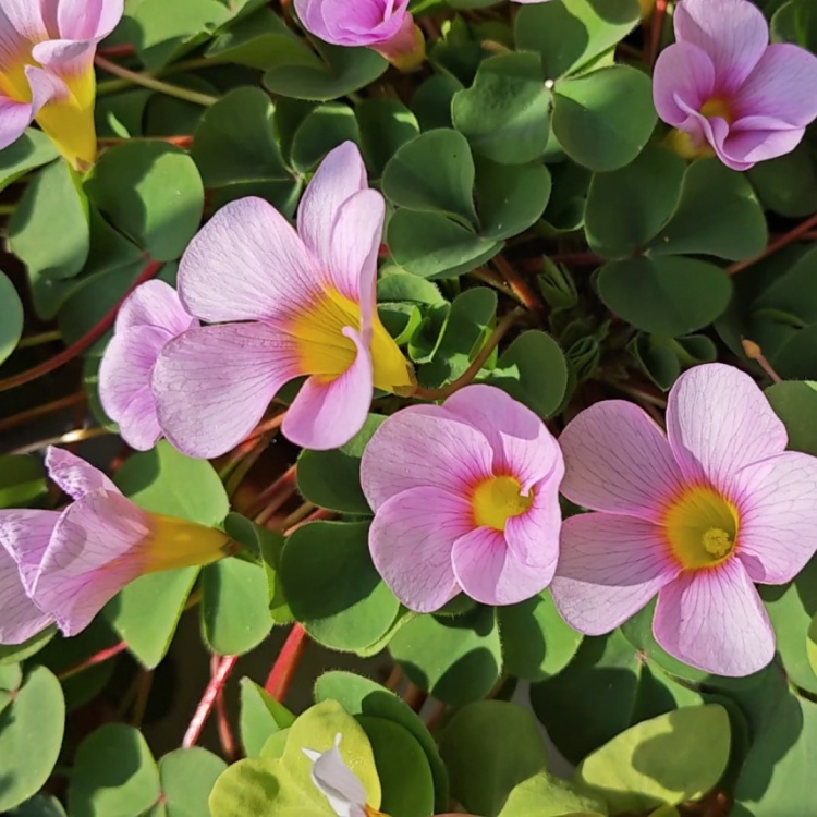 大花 芙蓉醡浆草 基地大量供应 花坛花镜花海庭院园林市政绿化工程苗