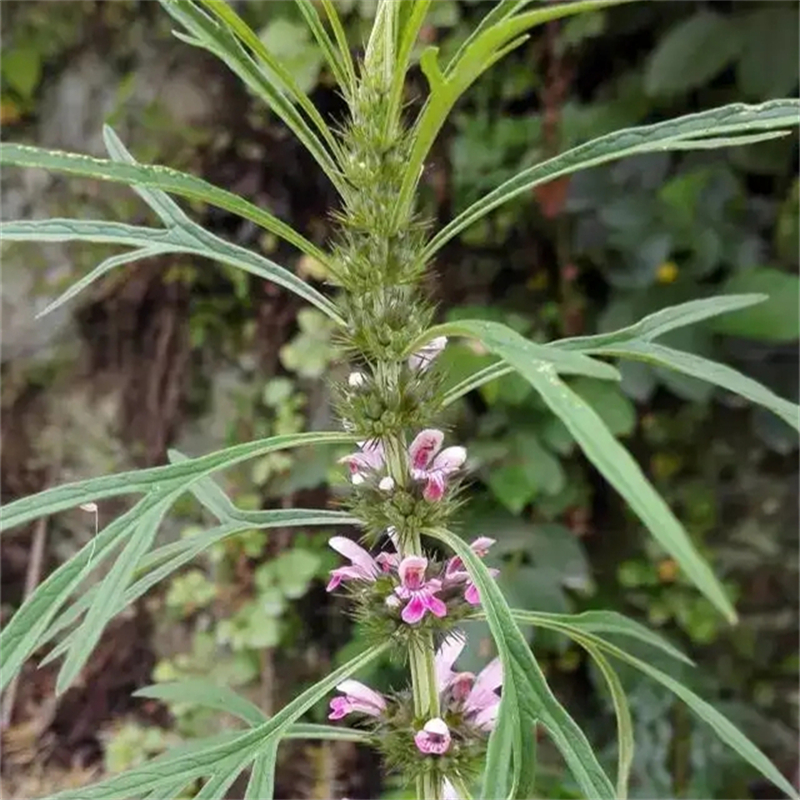 益母草 基地供应 喜阳耐寒 庭院小区园林公园护坡造景绿化工程苗