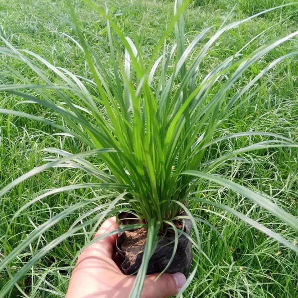 水生苔草 绿色观赏植物 露地栽培易成活河边公园造景绿化工程苗