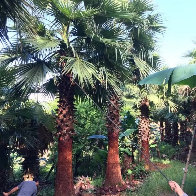 老人葵移植苗基地大量供应 规格齐全景区别墅园林绿化工程苗