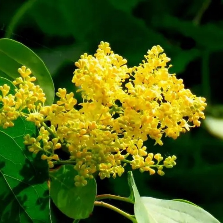 黄丁香别名金园丁香规格齐全 景区庭院小区园林绿化行道树