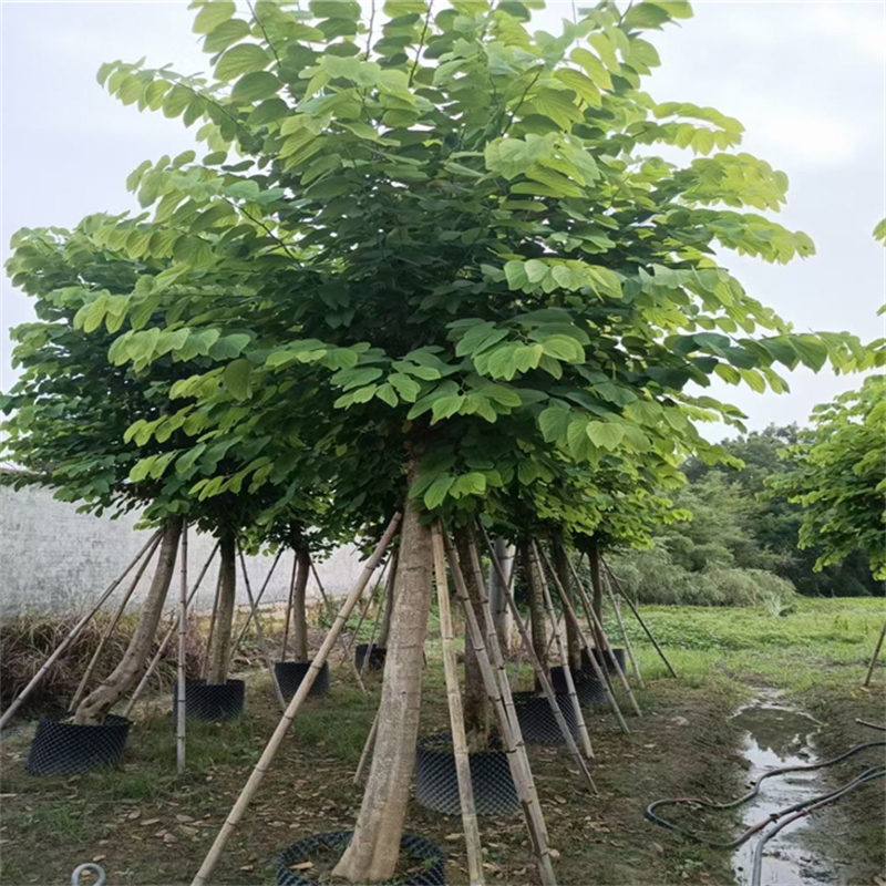 红花羊蹄甲树苗批发 紫荆花移植苗移栽地栽均有 庭院观花绿化工程苗