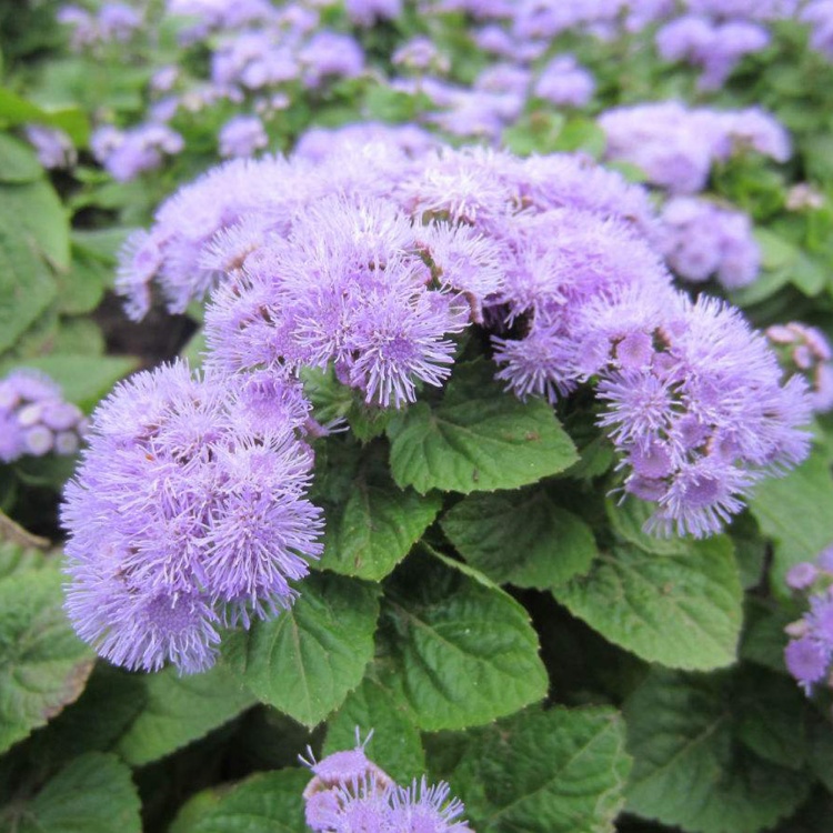 霍香蓟 胜红蓟 一枝香花坛花境盆栽观赏性种植 庭院小区绿化工程苗