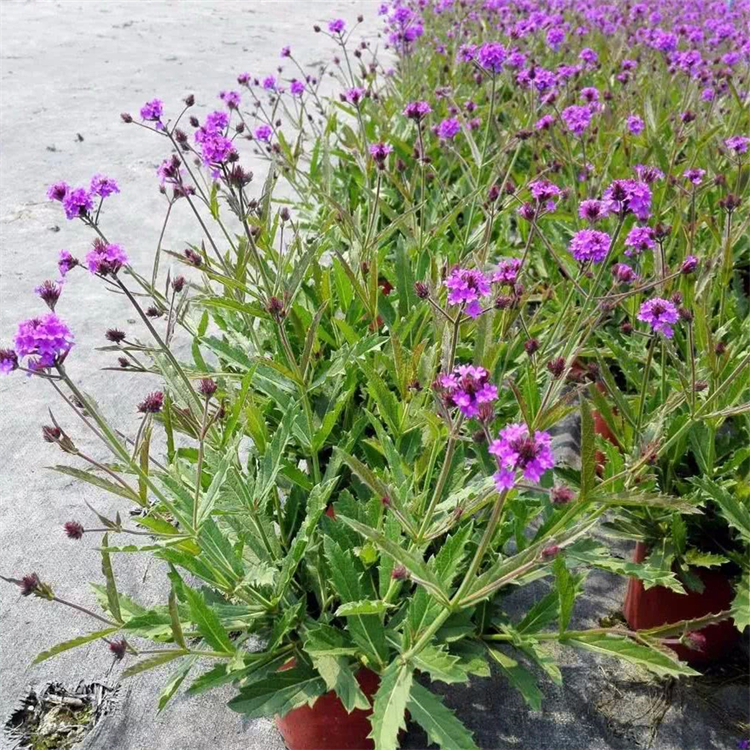 马鞭草桑托斯花镜花坛观赏 盆栽种植地被绿化工程苗