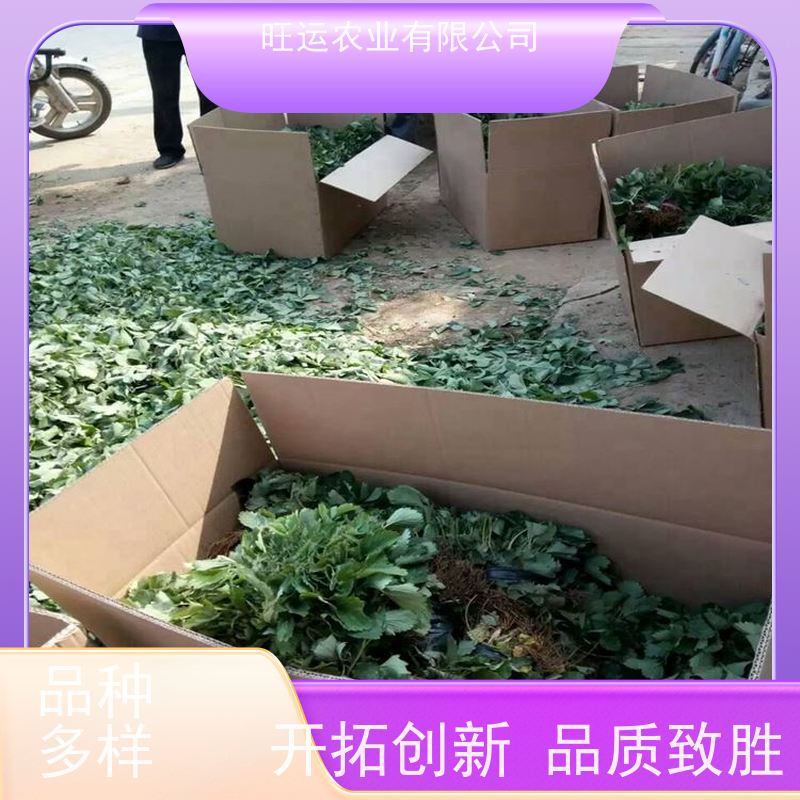 西宁秒香7号旺运农业 易活草莓苗管理技术 旺运农业