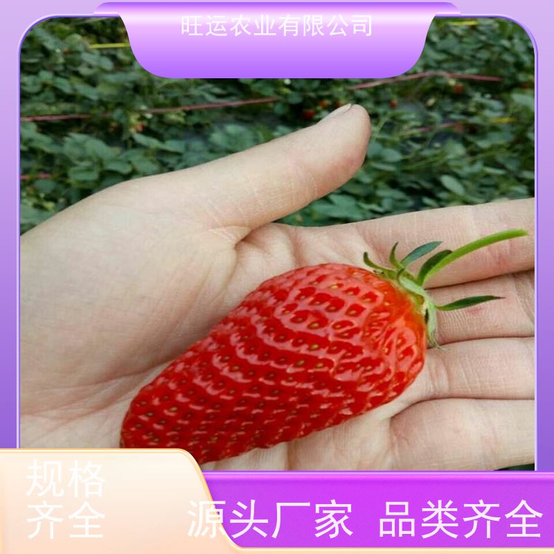 咖啡旺运农业价格合理 粉玉草莓苗 章姫草莓苗价格