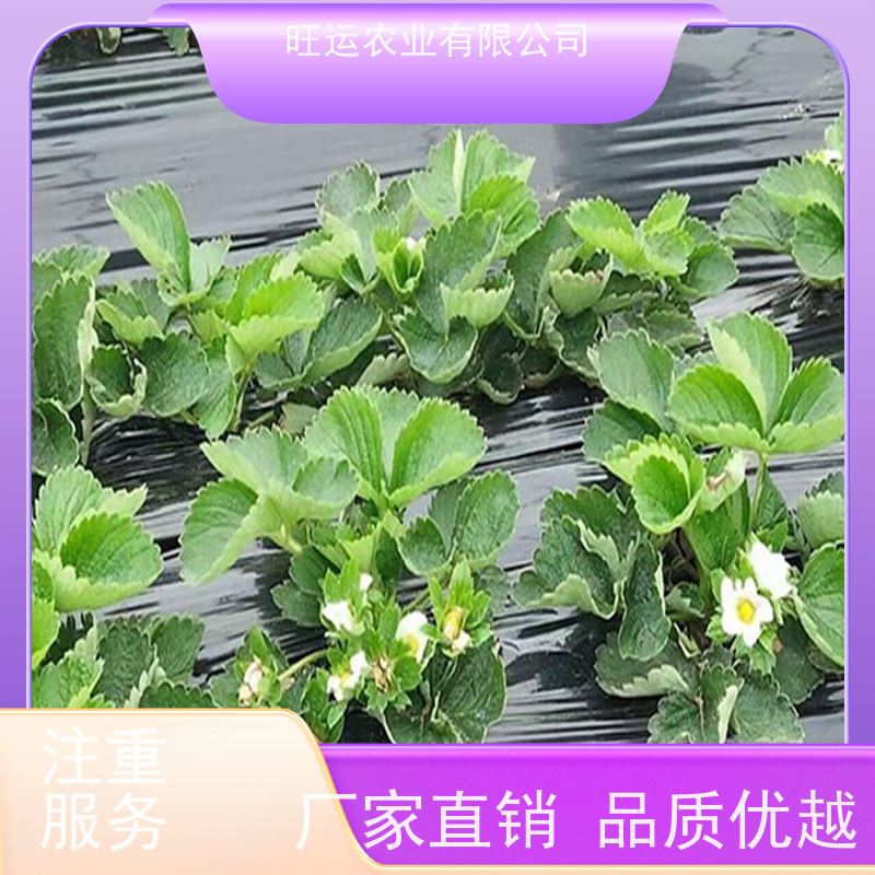 章姬旺运农业批发 宁玉草莓苗种植基地 旺运农业 价格合适