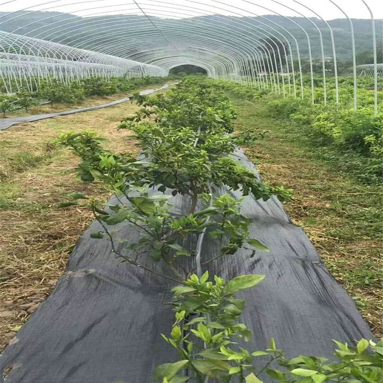 新疆防草布遮草编织网防草材料介绍