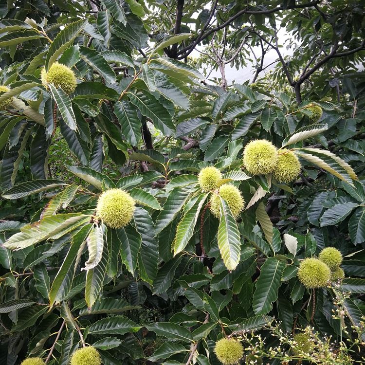 旺运旺运农业树苗批发 泰山薄壳旺运农业种植基地 出售一公分旺运农业